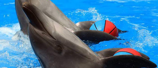 Le parc aquatique Marineland Antibes